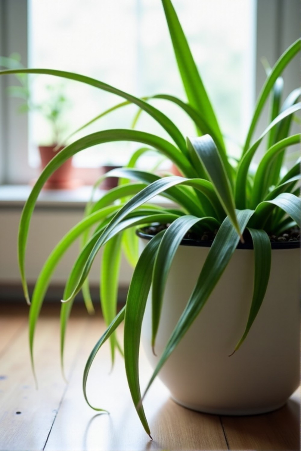 Green spider plant with wide leaves and small baby plants.
