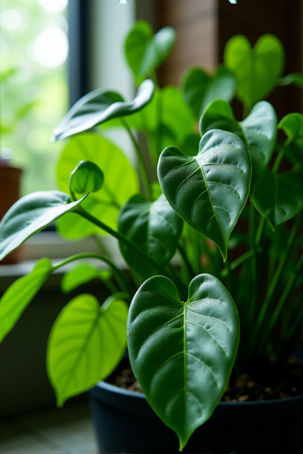 Pothos plant with heart-shaped leaves